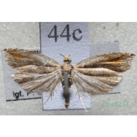Ancylis mitterbacheriana (Denis & Schiffermüller, 1775) Czech44c